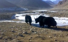 Yak